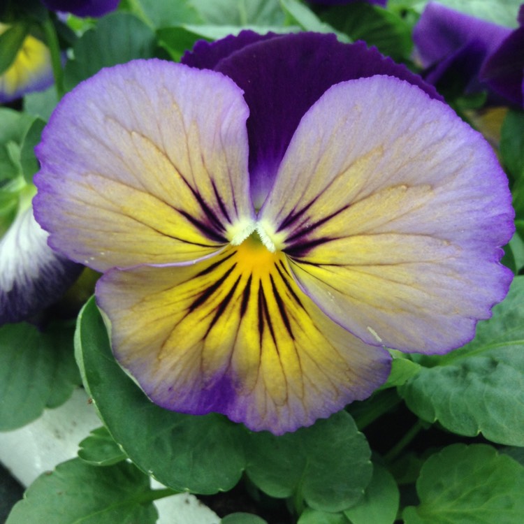 Plant image Viola Matrix Midnight Glow