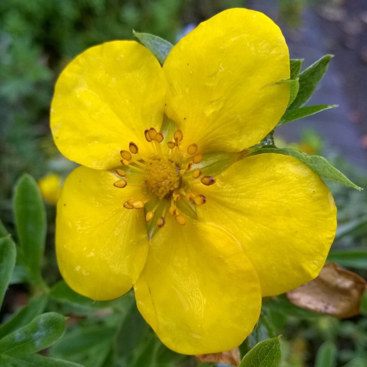 Plant image Potentilla fruticosa 'Goldstar'