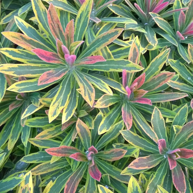 Plant image Euphorbia x martini 'Ascot Rainbow'