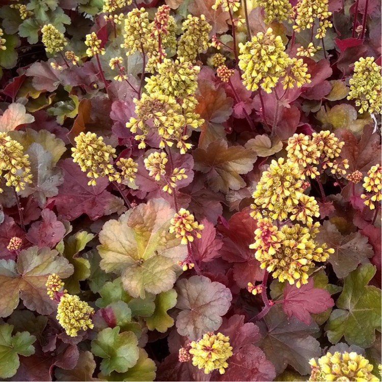 Plant image Heuchera 'Little Cutie Blondie'