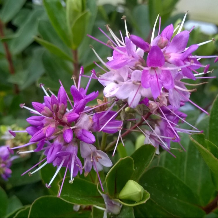 plant image 259128