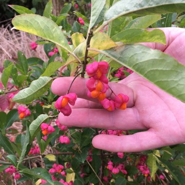 Euonymus europaeus