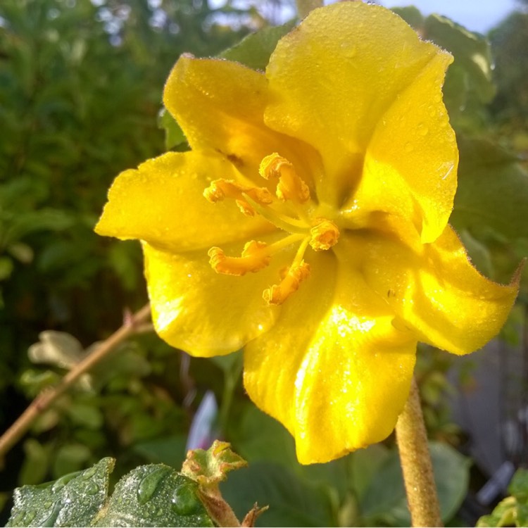 Plant image Fremontodendron 'California Glory'