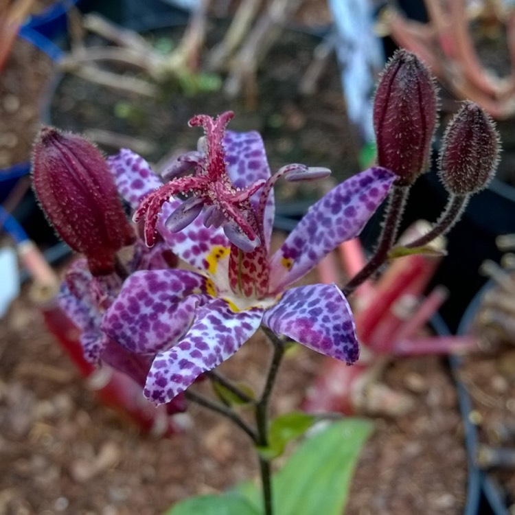 Plant image Tricyrtis formosana 'Dark Beauty'