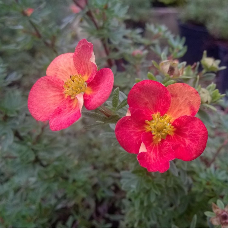 Plant image Potentilla fruticosa 'Red Ace'