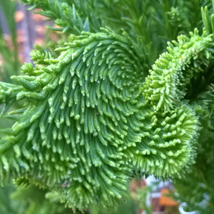 Plant image Cryptomeria japonica 'Cristata'