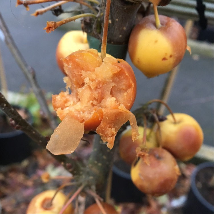 Plant image Malus x zumi 'Golden Hornet'
