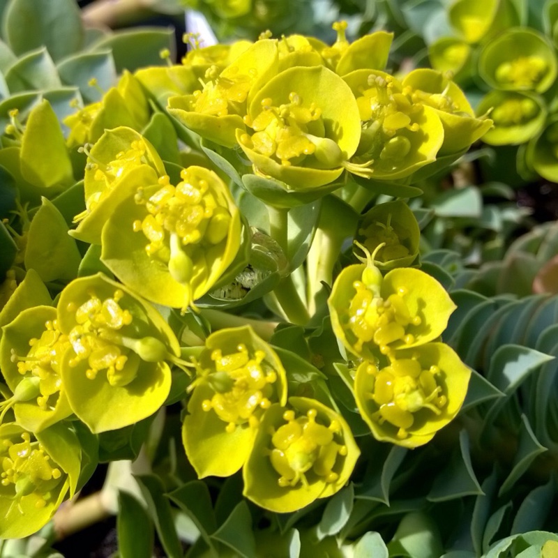 Plant image Euphorbia myrsinites