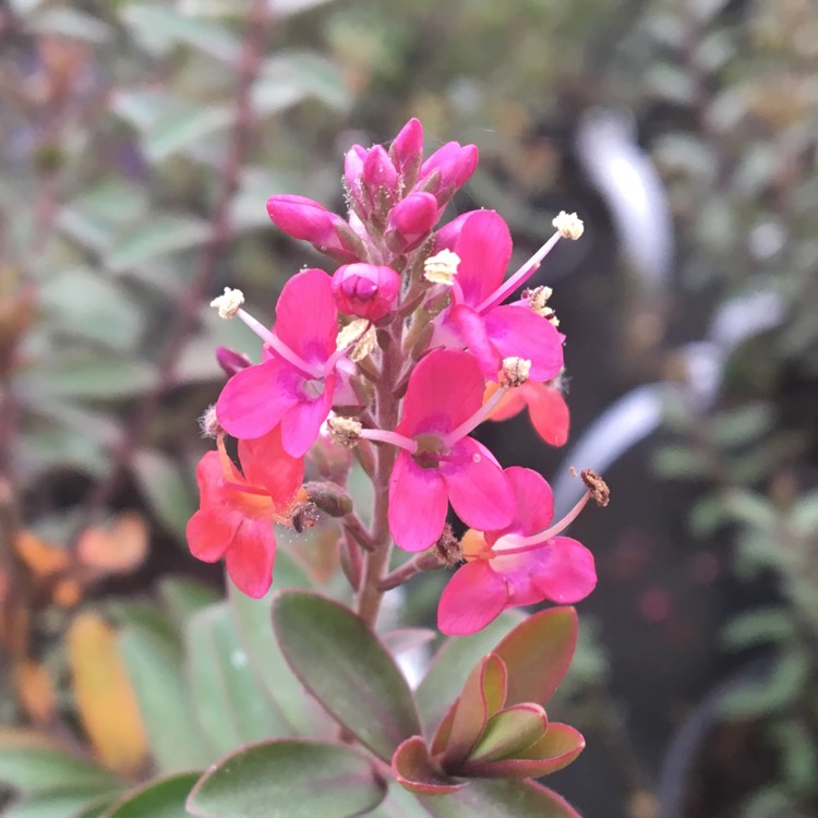 plant image 290777