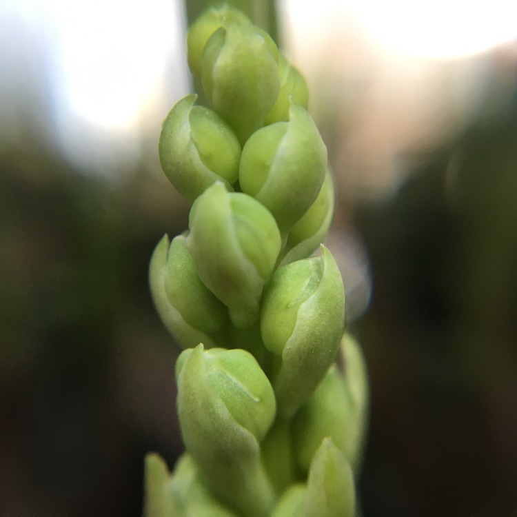plant image 333804