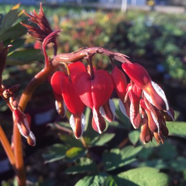 Lamprocapnos spectabilis 'Valentine' syn. Dicentra spectabilis 'Valentine'