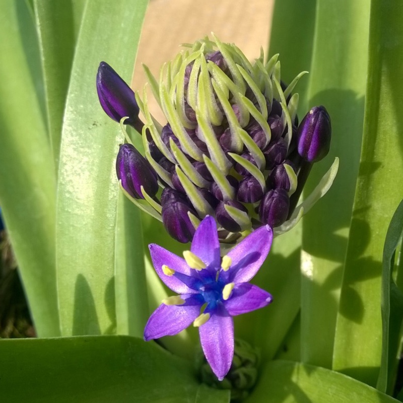 Plant image Scilla peruviana 'Sapphire Blue' (Carribean Jewels Series)