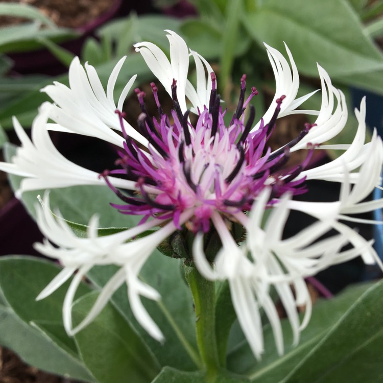 Plant image Centaurea montana 'Purple Heart'