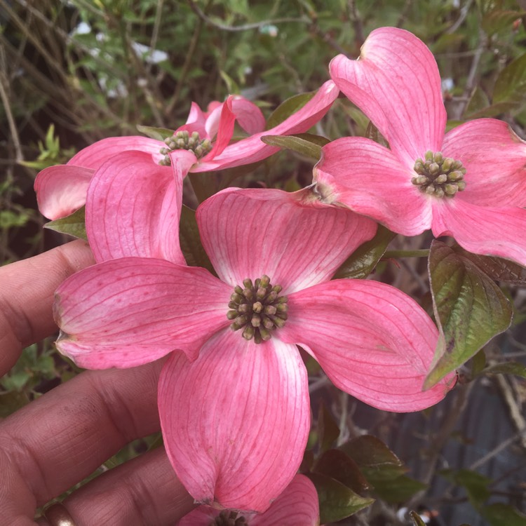 Plant image Cornus florida f. rubra