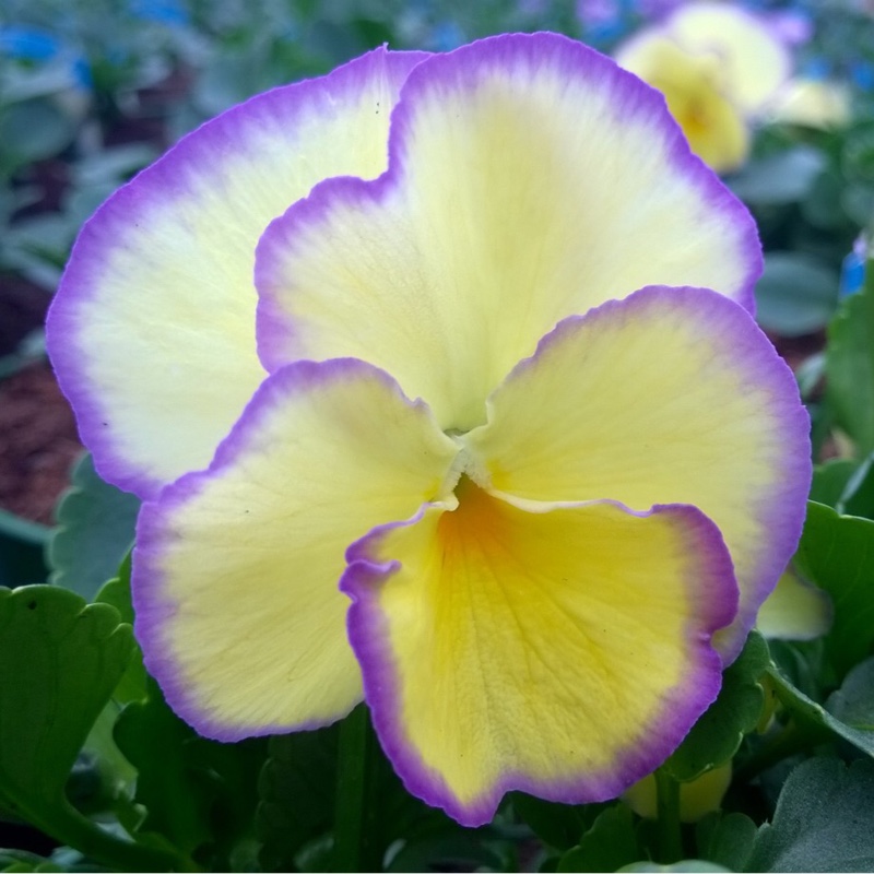 Plant image Viola cornuta 'Etain'