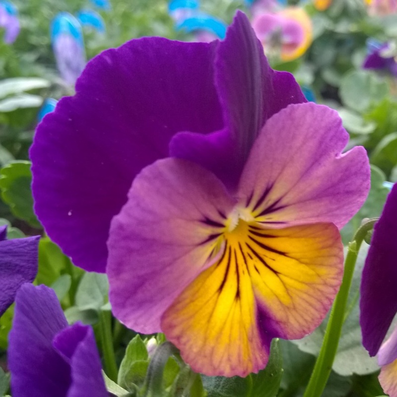 Plant image Viola cornuta 'Celestial™ Northern Lights'