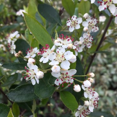Aronia