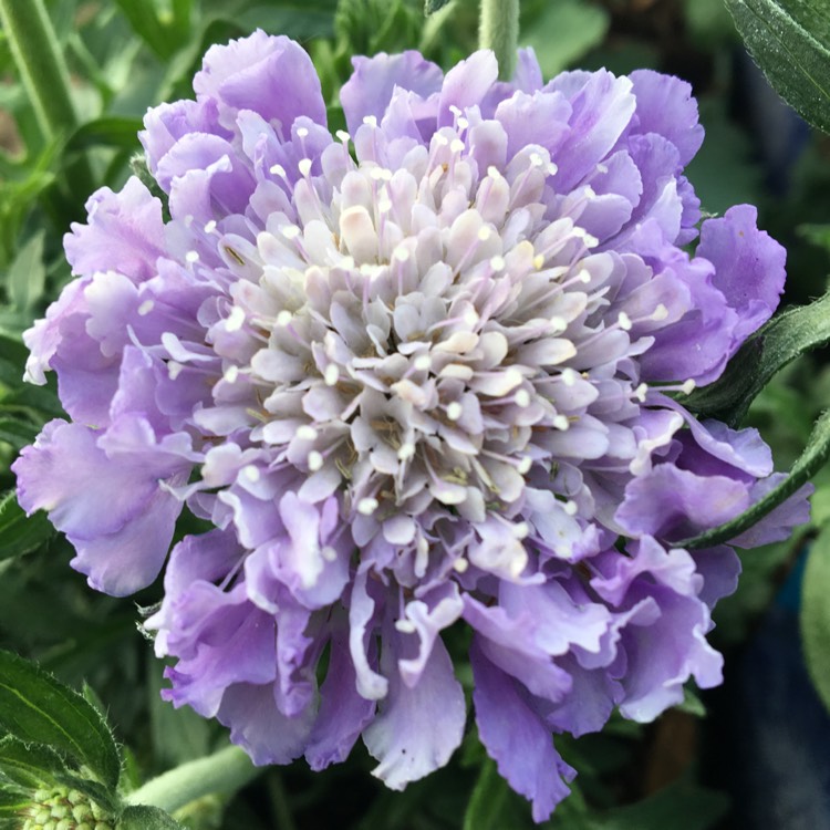 plant image 374357