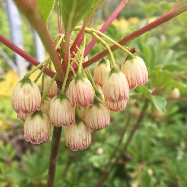 Enkianthus campanulatus