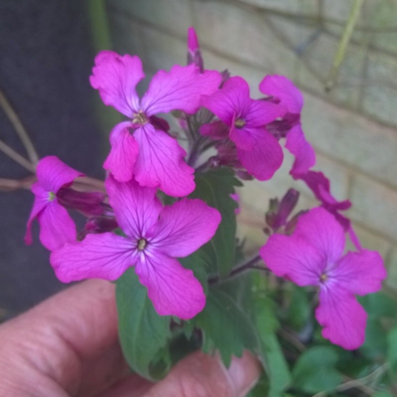 Lunaria annua