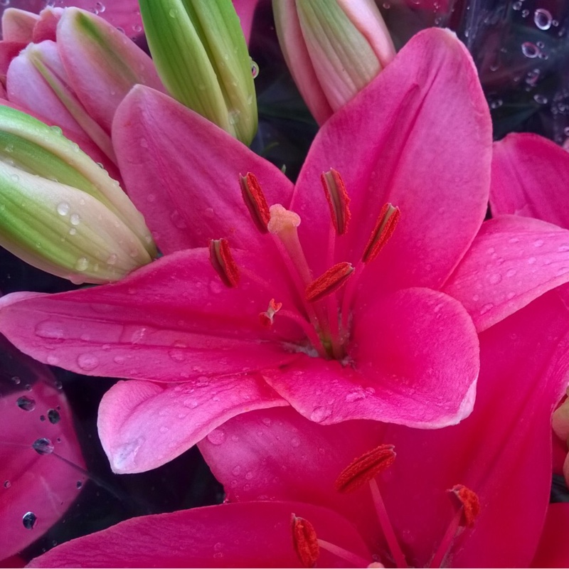 Lilium 'Tiny Toons'