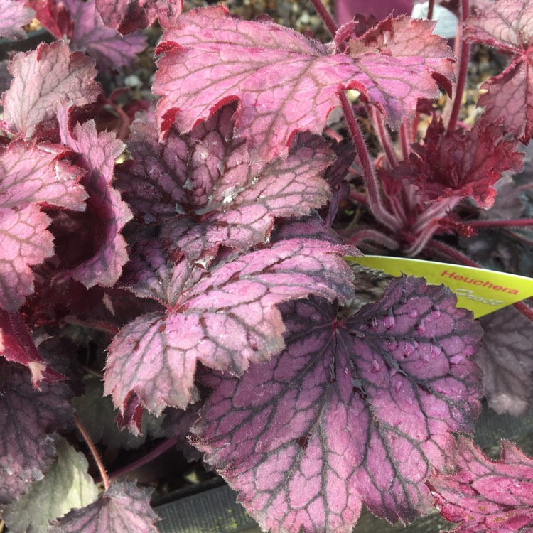 Plant image Heuchera 'Little Cuties Frost'