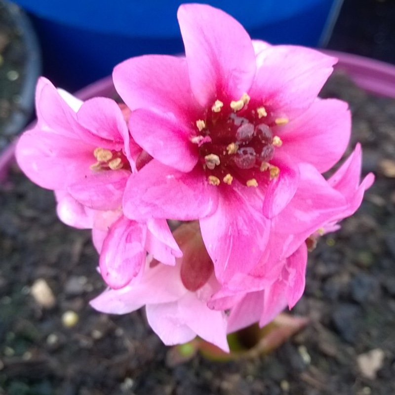 Plant image Bergenia 'Sakura' (Dragonfly Series)