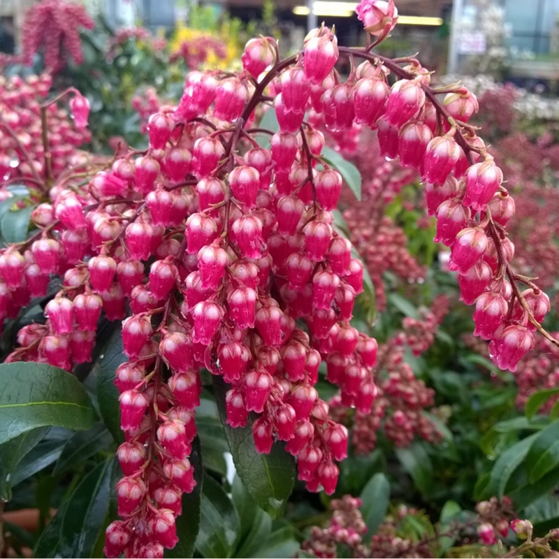 Plant image Pieris japonica 'Passion'