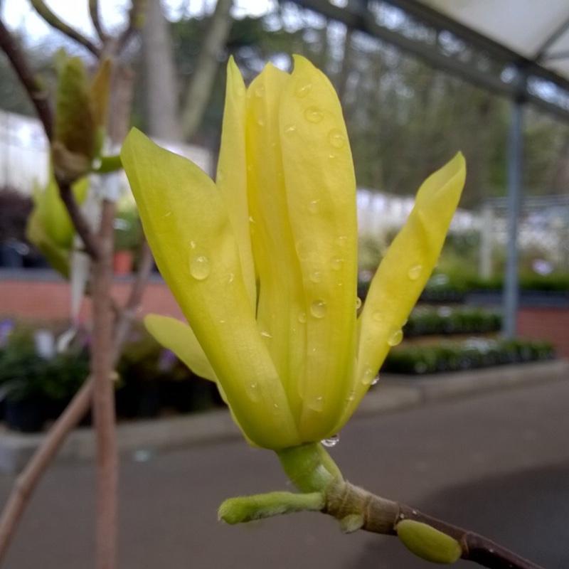 plant image 41797