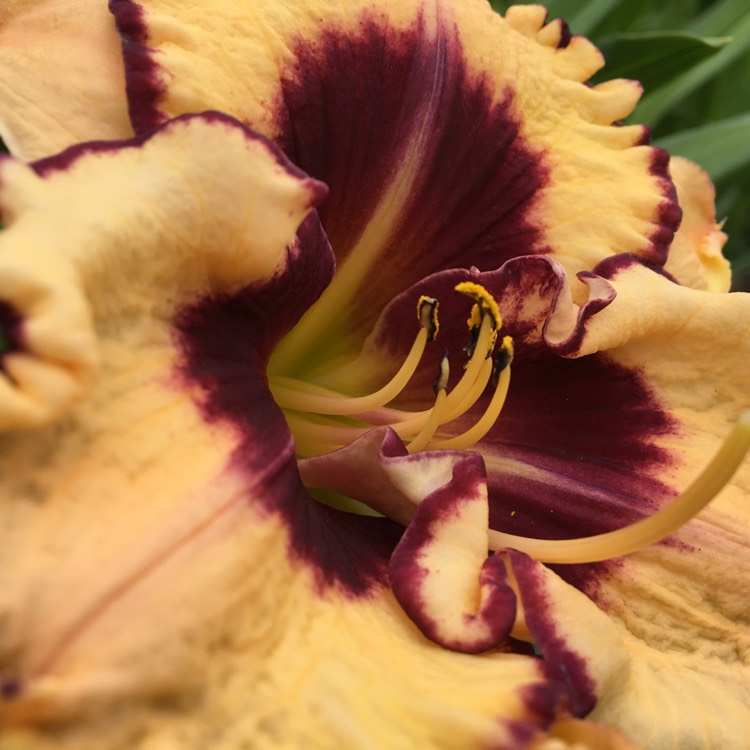 plant image 425692