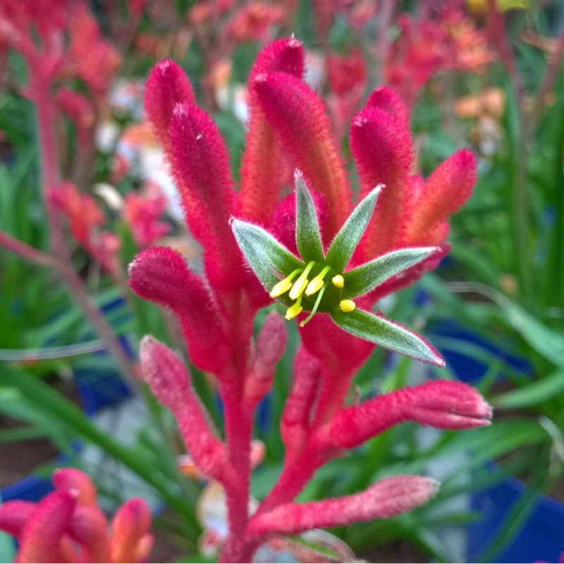 Plant image Anigozanthos 'Bush Inferno'