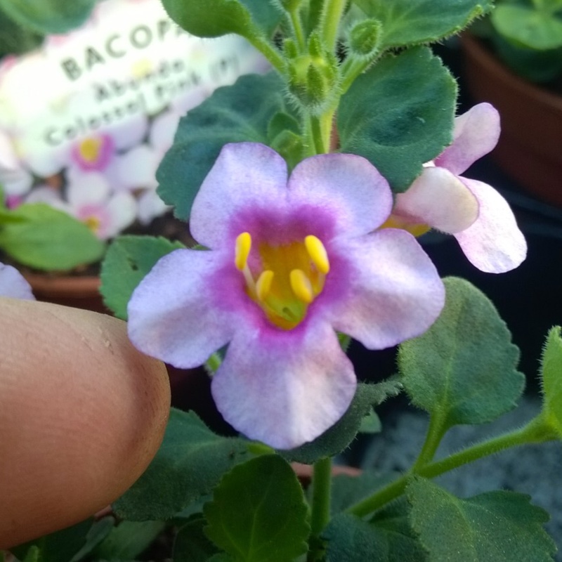 plant image 47489