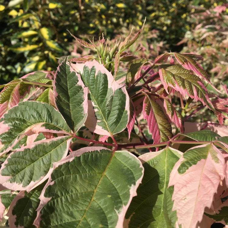 Plant image Acer negundo 'Flamingo'