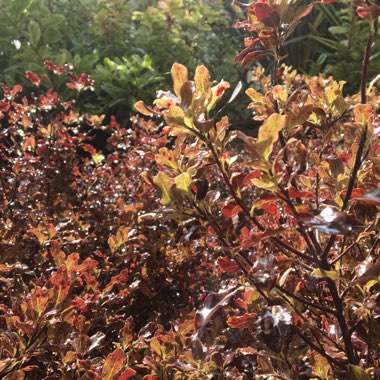 Pittosporum tenuifolium 'Tom Thumb'