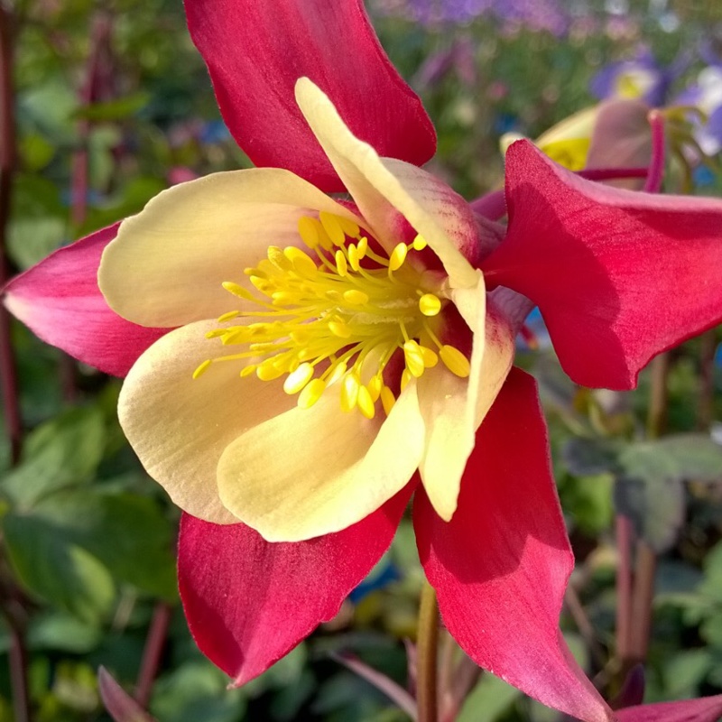 Plant image Aquilegia 'Swan Red and White'