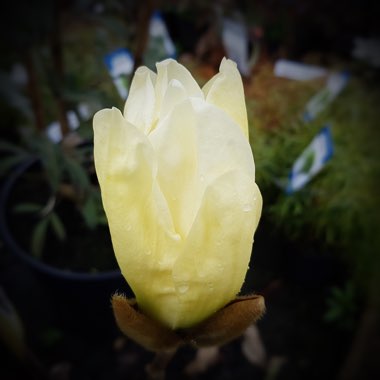 Magnolia 'Elizabeth'