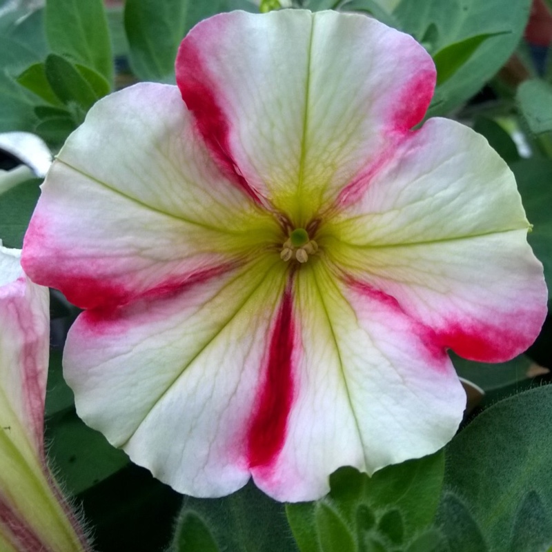 Plant image Petunia 'Wespecrachee' (Crazytunia Series) syn. Petunia 'Cherry Cheesecake'