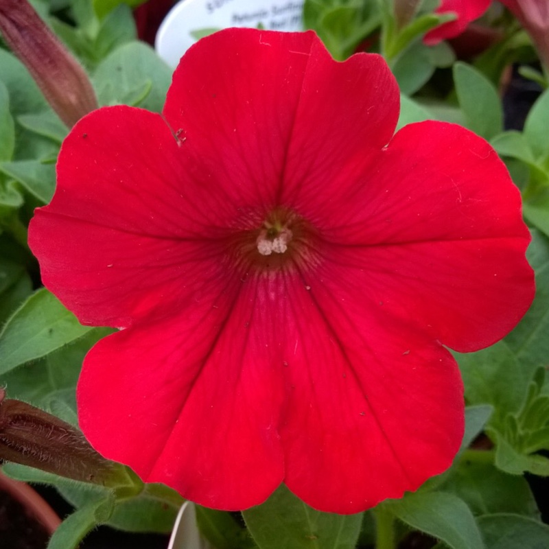 Petunia 'Sunsurf Akatora' (Surfinia Series) syn. Petunia 'Trailing Deep Red'