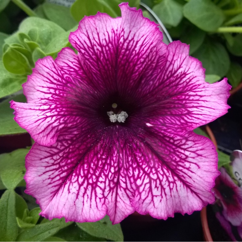 Plant image Petunia Fanfare 'Creme de Cassis'