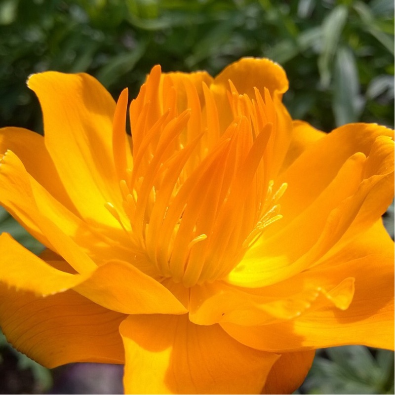 Plant image Trollius chinensis 'Golden Queen'