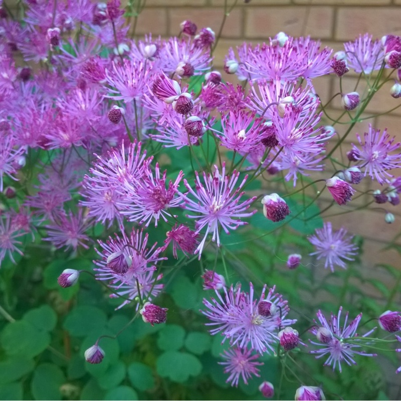 Plant image Thalictrum 'Black Stockings'