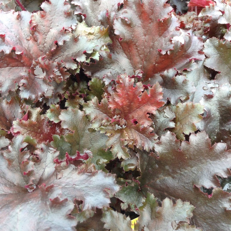 Plant image Heuchera 'Black Taffeta'