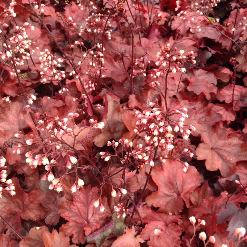 Plant image Heuchera 'Fire Chief'