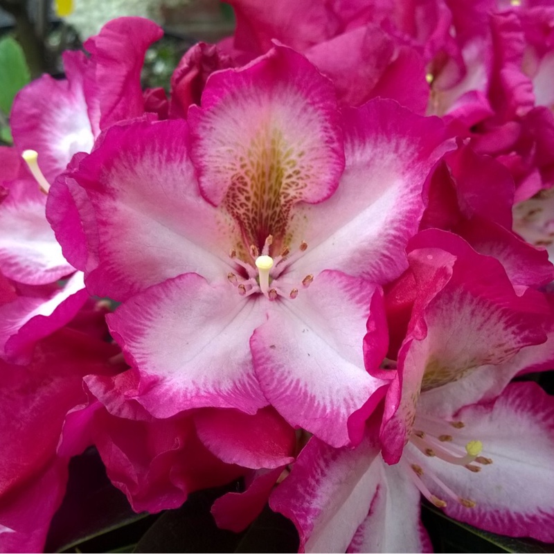 Plant image Rhododendron 'Midnight Mystique'