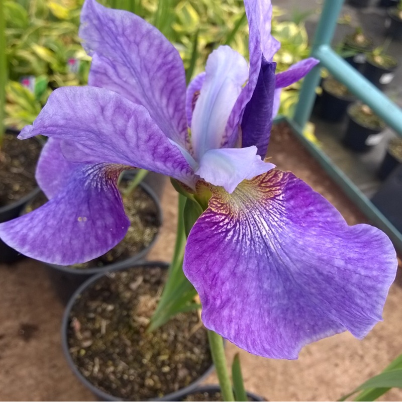 plant image 78983