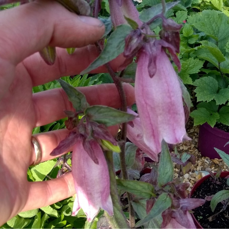 Campanula punctata 'Silver Bells'