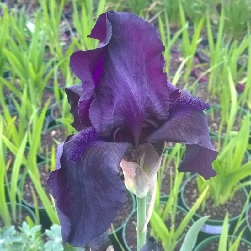 plant image 91418