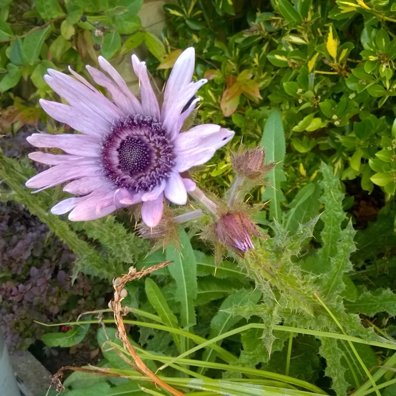 Plant image Berkheya purpurea