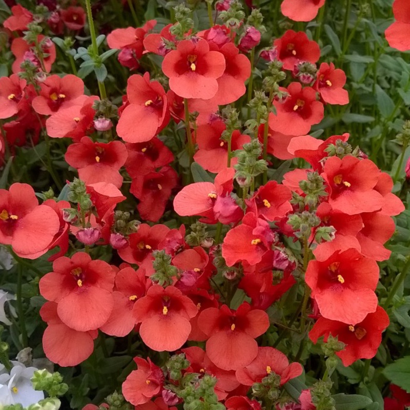 Diascia 'Juliet Red'