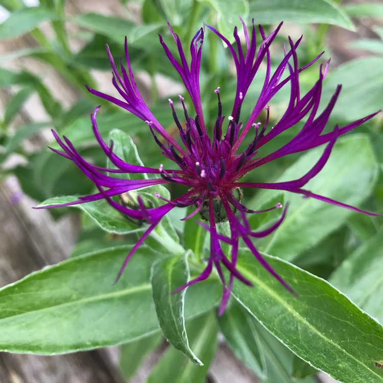 Plant image Centaurea montana 'Amethyst Dream'